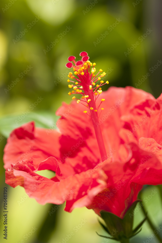 ハイビスカスの花