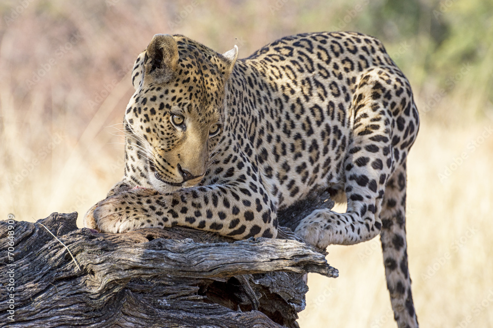 Obraz premium Leopardo