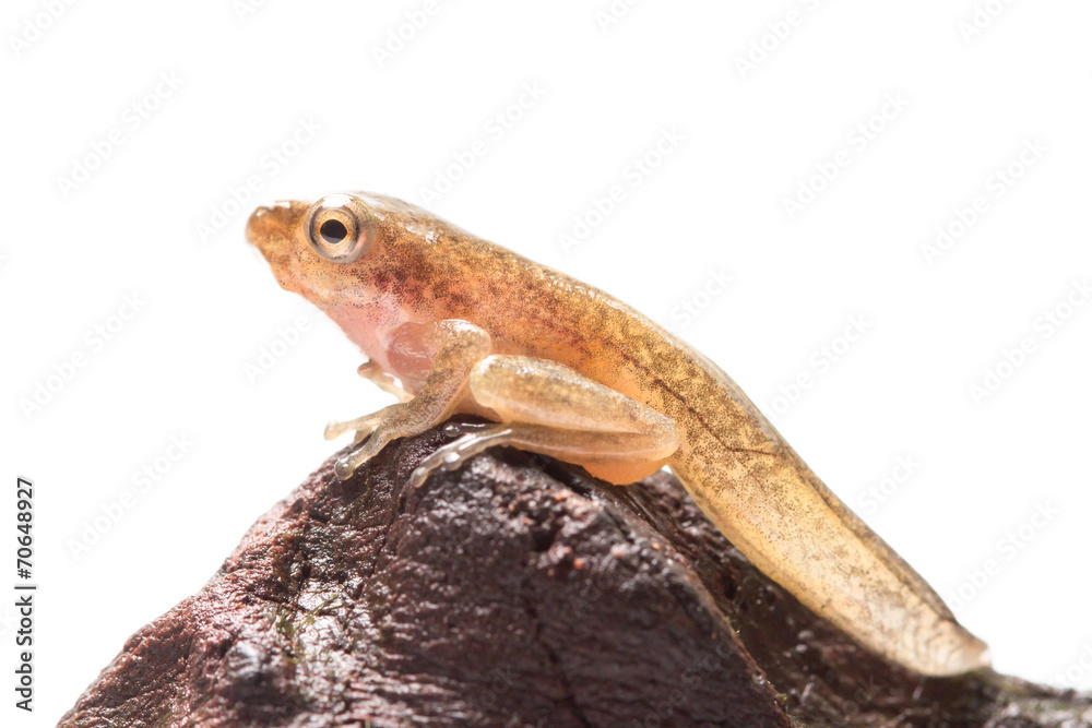 Obraz premium Tadpole in white background.
