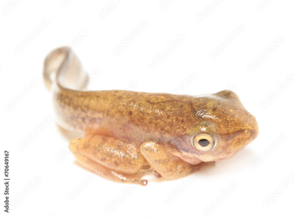 Obraz premium Tadpole in white background.