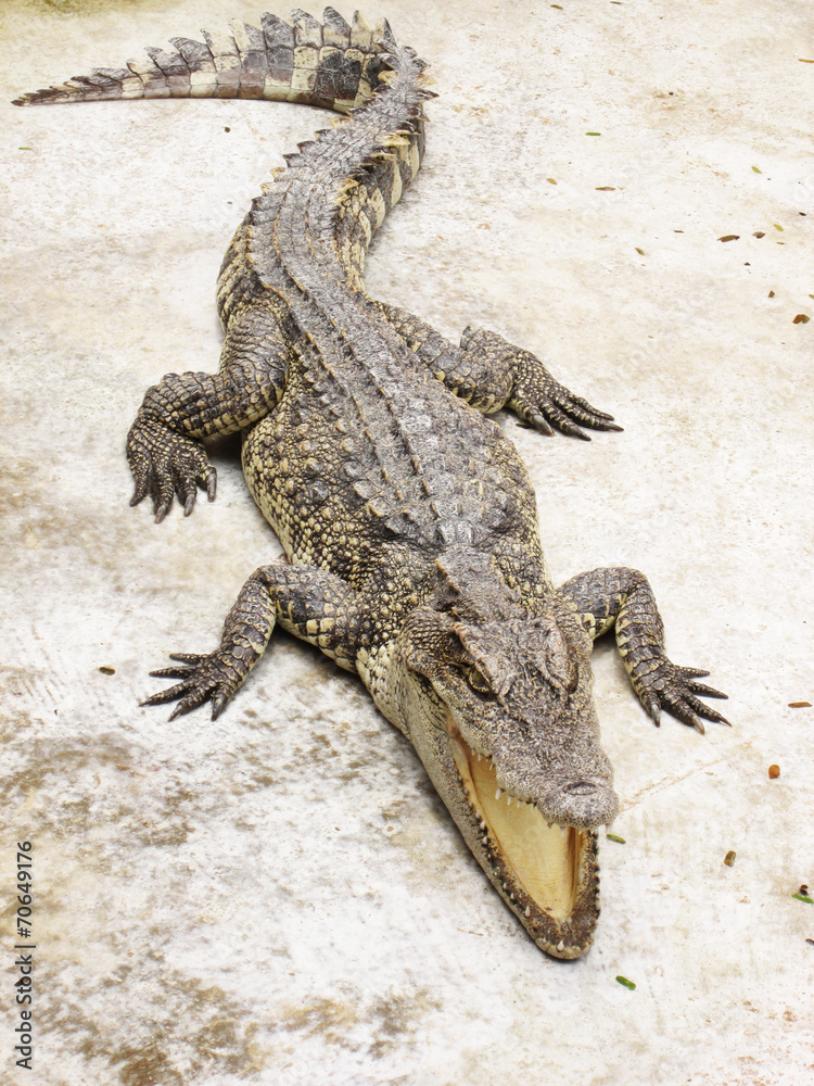 Obraz premium crocodile