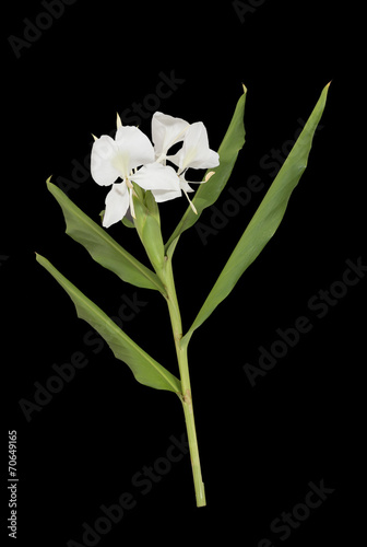 butterfly lily flower
