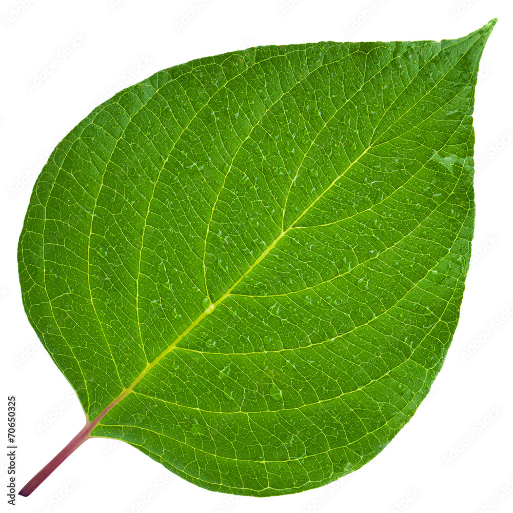 Green leaf - obrazy, fototapety, plakaty 