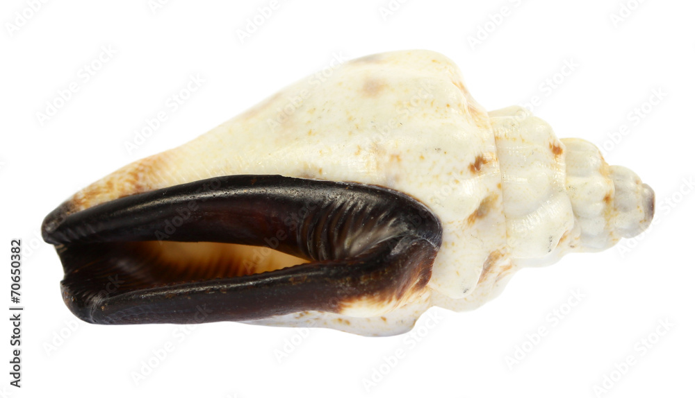 Naklejka premium sea shell isolated on white