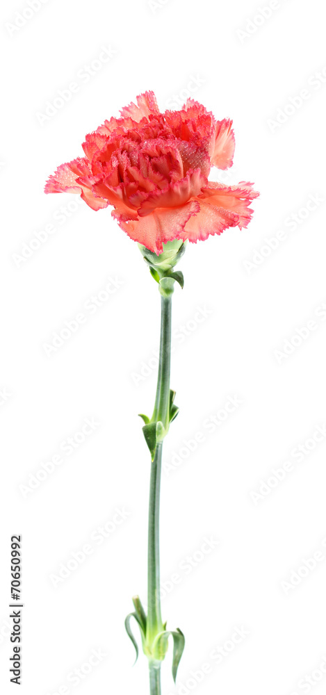 carnation flower on white background