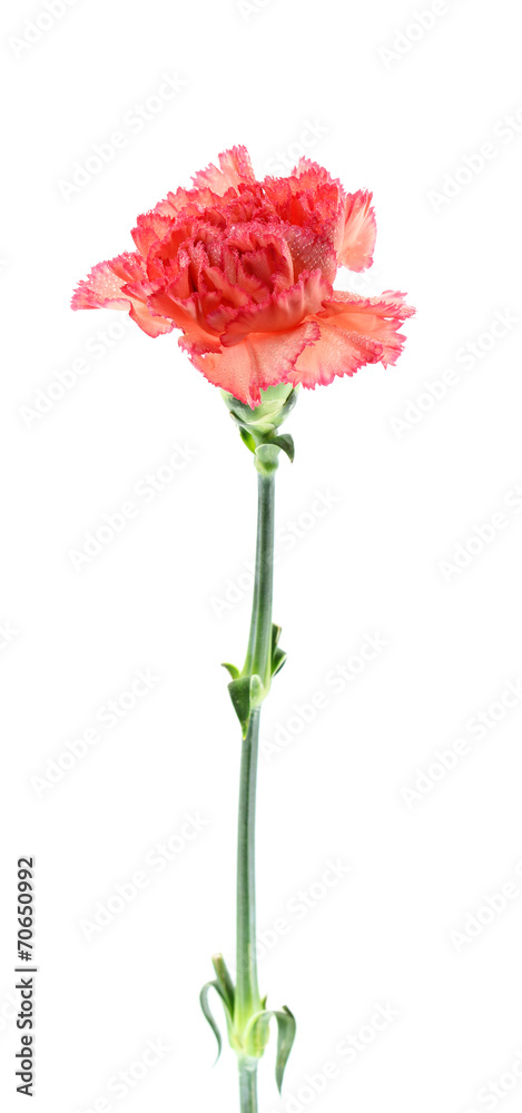 Obraz premium carnation flower on white background