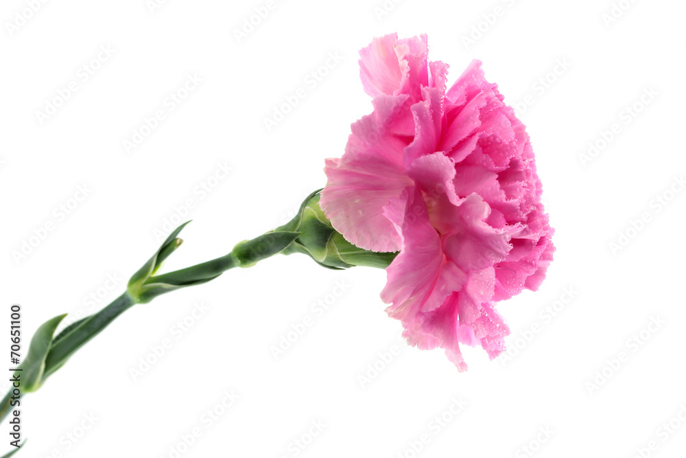 carnation flower on white background carnation flower on white background