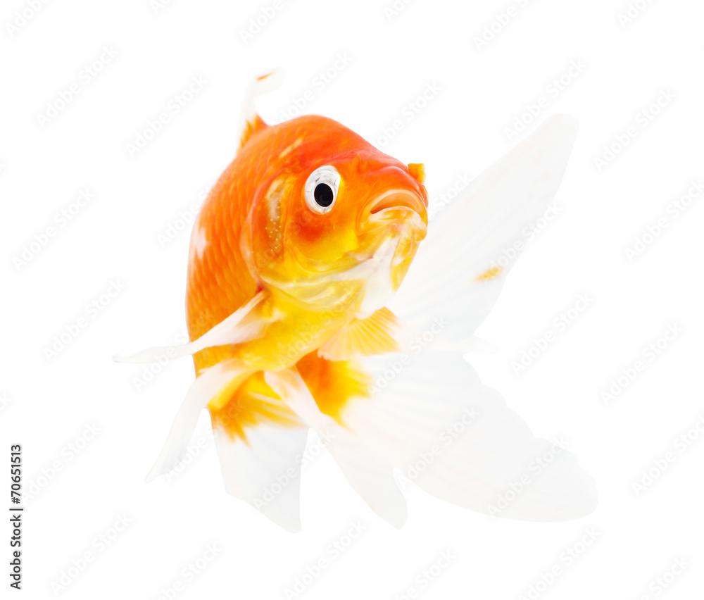 Fototapeta premium Koi Isolation on the white background