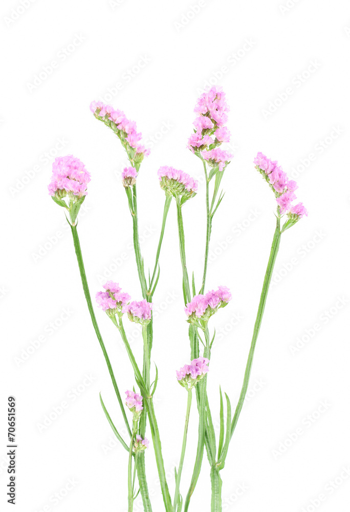 Naklejka premium fioletowe kwiaty statice na białym tle.