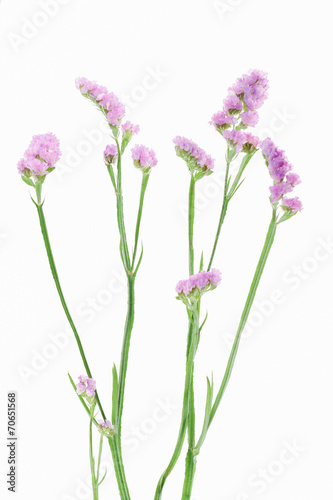 purple statice flowers isolated on white background.