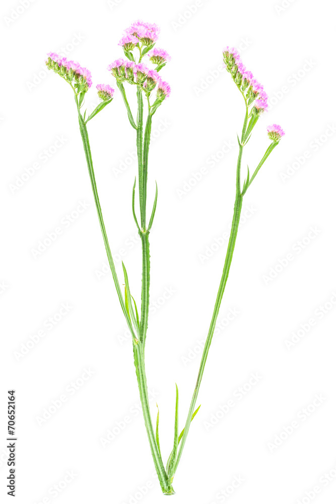 Naklejka premium purple statice flowers isolated on white background.