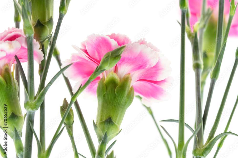 Fototapeta premium carnation flower isolated on white background
