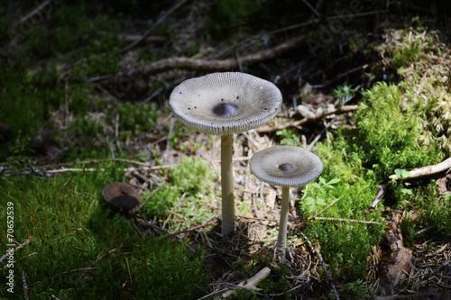 Two Amanita Mairei mushrooms photo