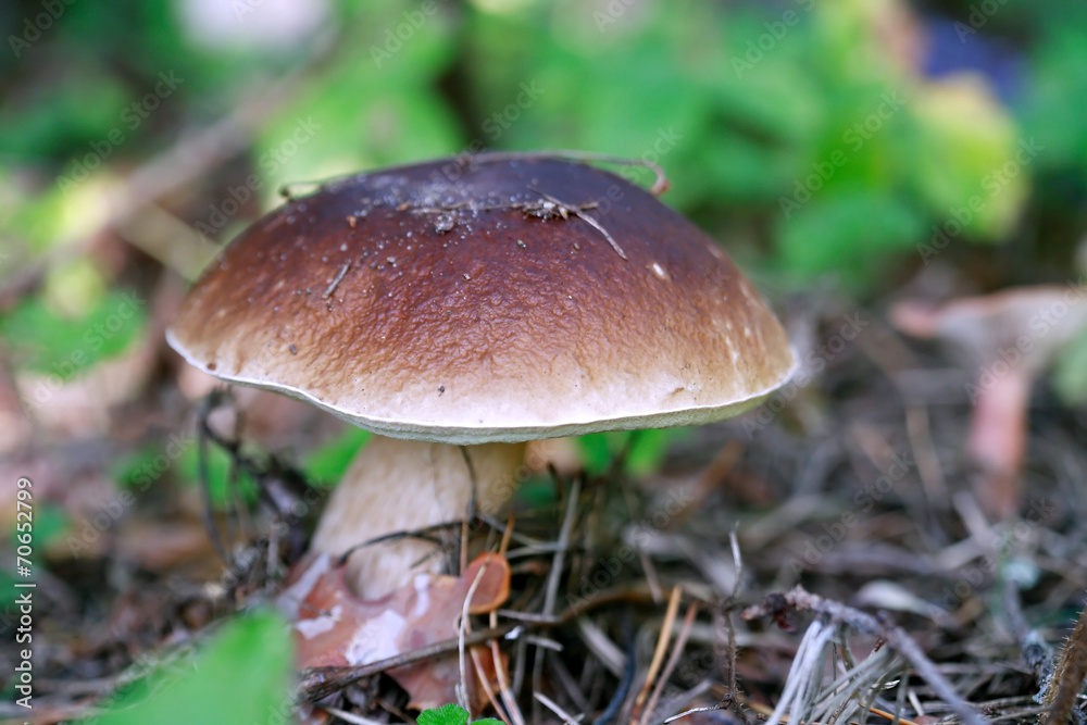 Mushroom In Nature Mushroom In Nature