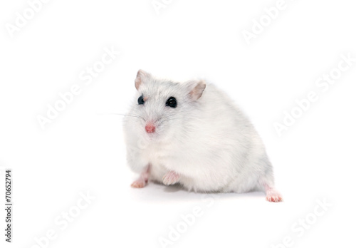 Hamster On White