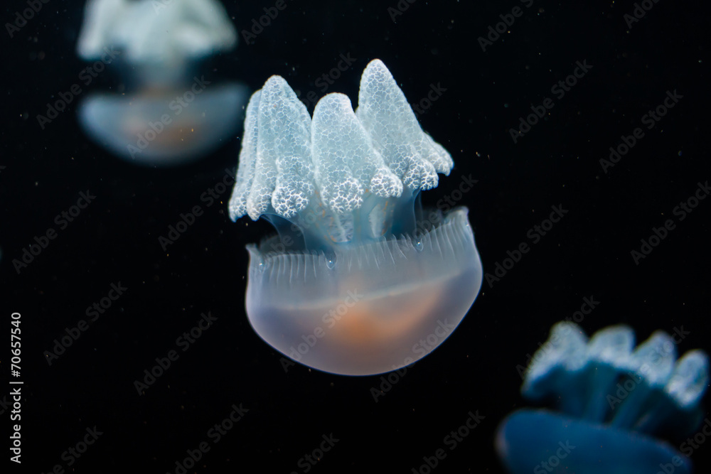 Jellyfish