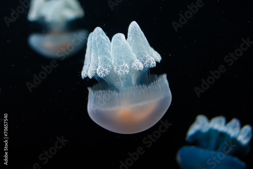 Obraz na płótnie Jellyfish w salonie