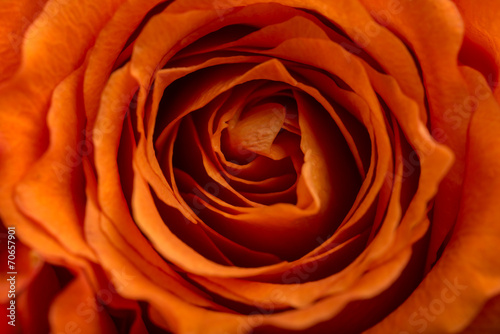 Romantic orange rose
