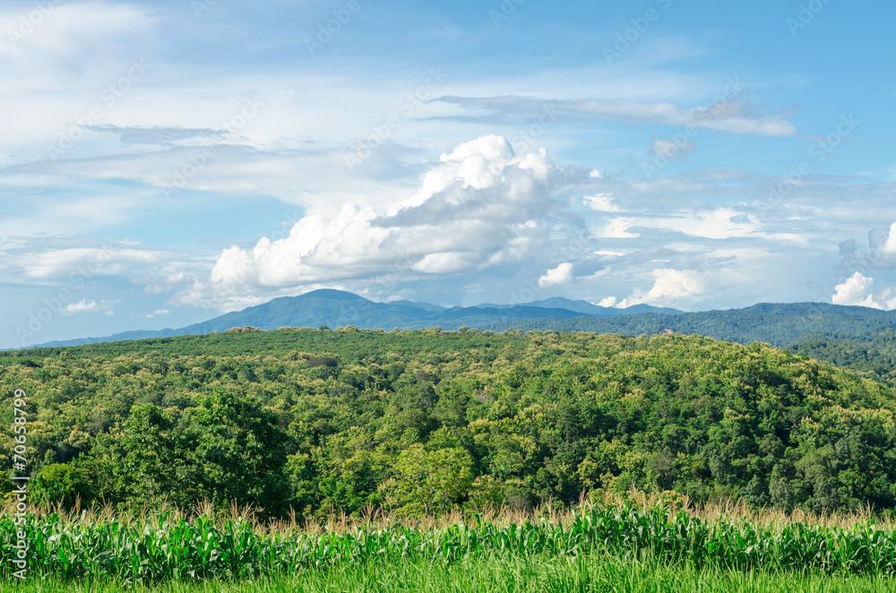 Natural landscape of trees and mountains on a clear day