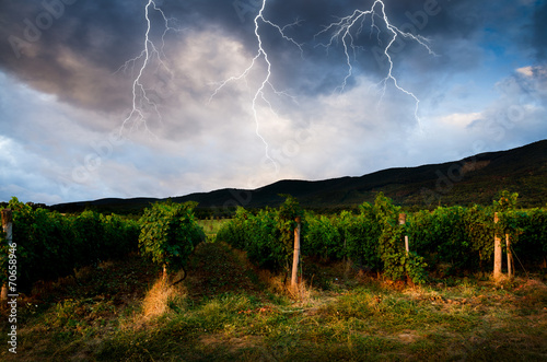 Thunderstorm with lightning in grape field.