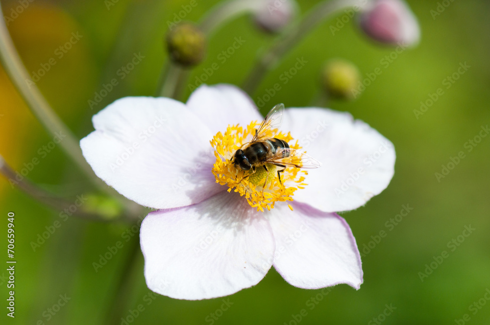 honeybee collecting nectar on a anemone flower honeybee collecting nectar on a anemone flower
