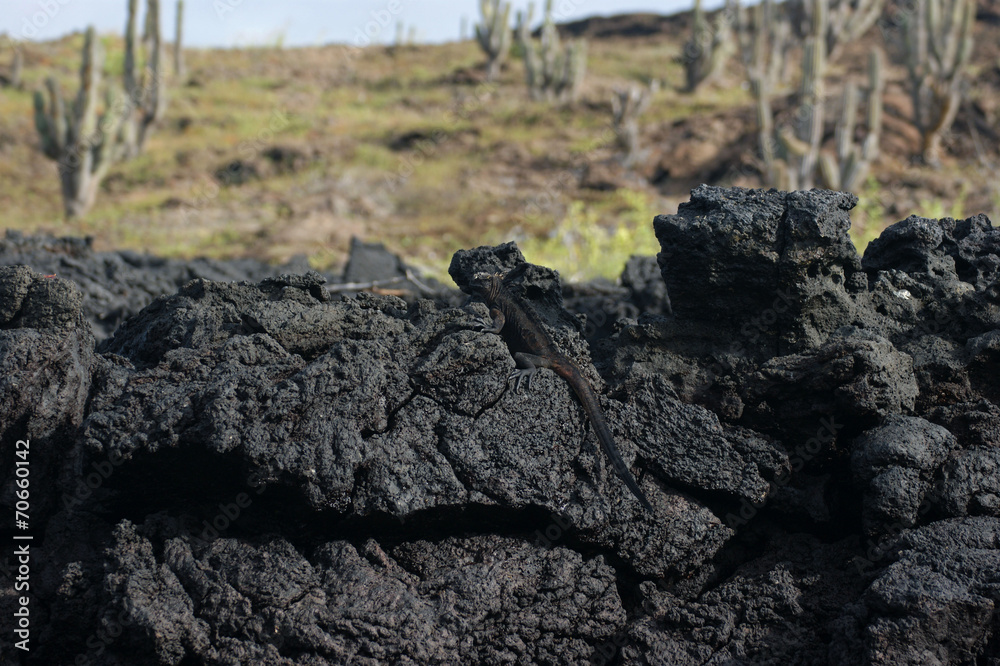 Iguane marin des Galapagos