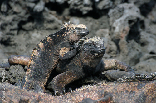 Iguane marin des Galapagos