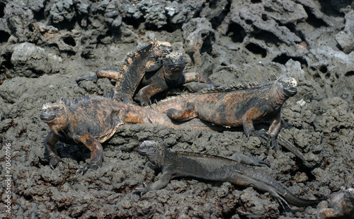 Iguane marin des Galapagos