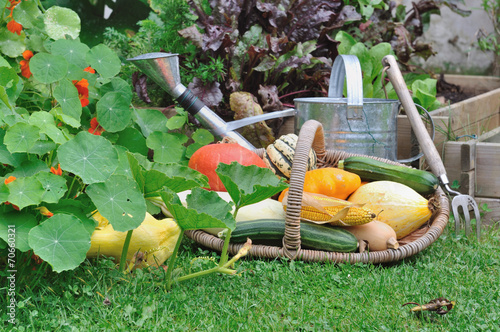 légumes de saison dans jardin