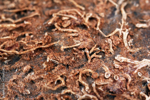 Coconut close-up