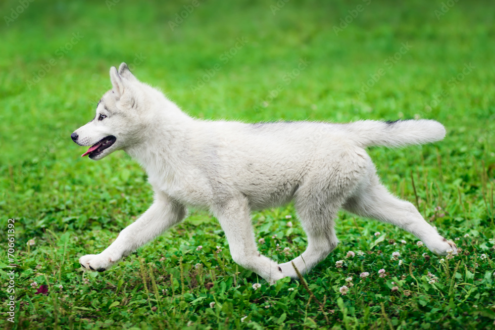 Puppy of Siberian husky running on green grass Puppy of Siberian husky running on green grass