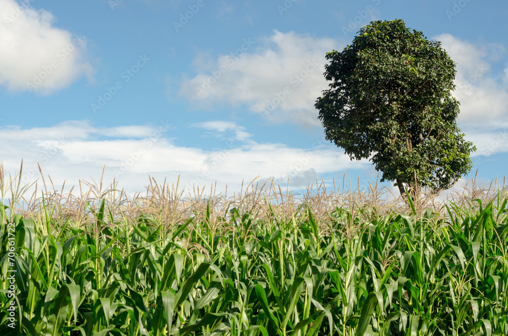 Obraz premium Corn field on mountain in clear day