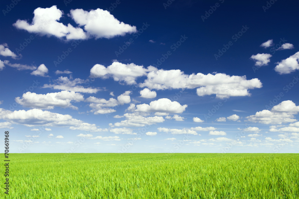 Wheat field against blue sky with white clouds. Agriculture scen