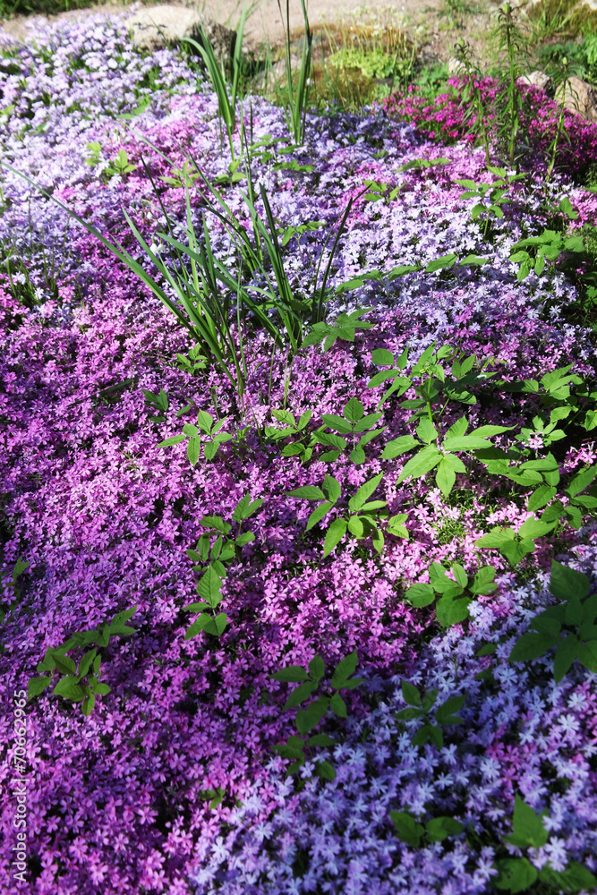 Flowers of creeping Phlox, carpeted, styloid, ground cover, Flowers of creeping Phlox, carpeted, styloid, ground cover,