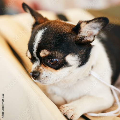 Chihuahua dog close up portrait