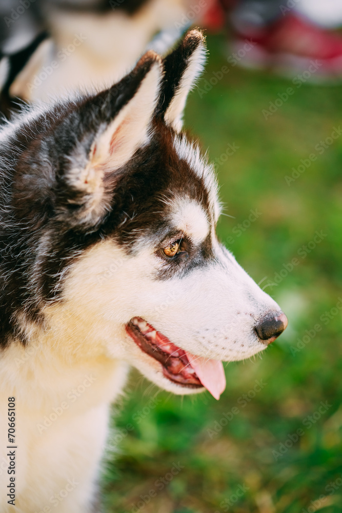 Close Up Young Husky Puppy Eskimo Dog