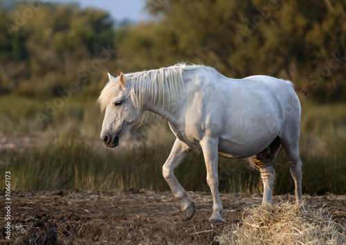 Beautiful white wild horse
