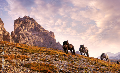 Beautiful horses in the Dolomites © Zsolnai Gergely