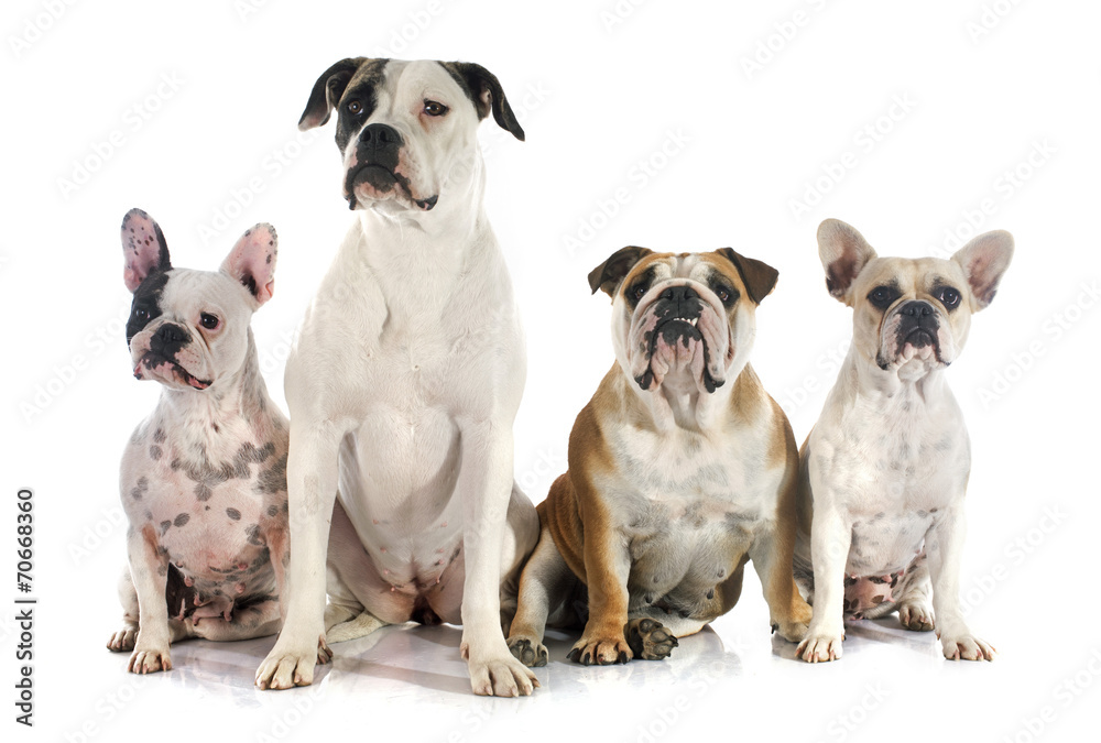 Fototapeta premium four bulldogs