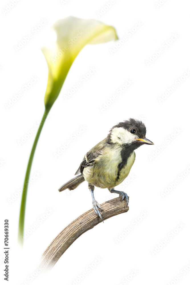 Naklejka premium Mésange charbonnière - Parus major - Great Tit