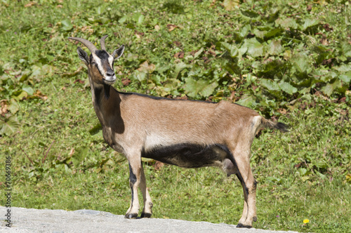 rupicapra in the italy mountains