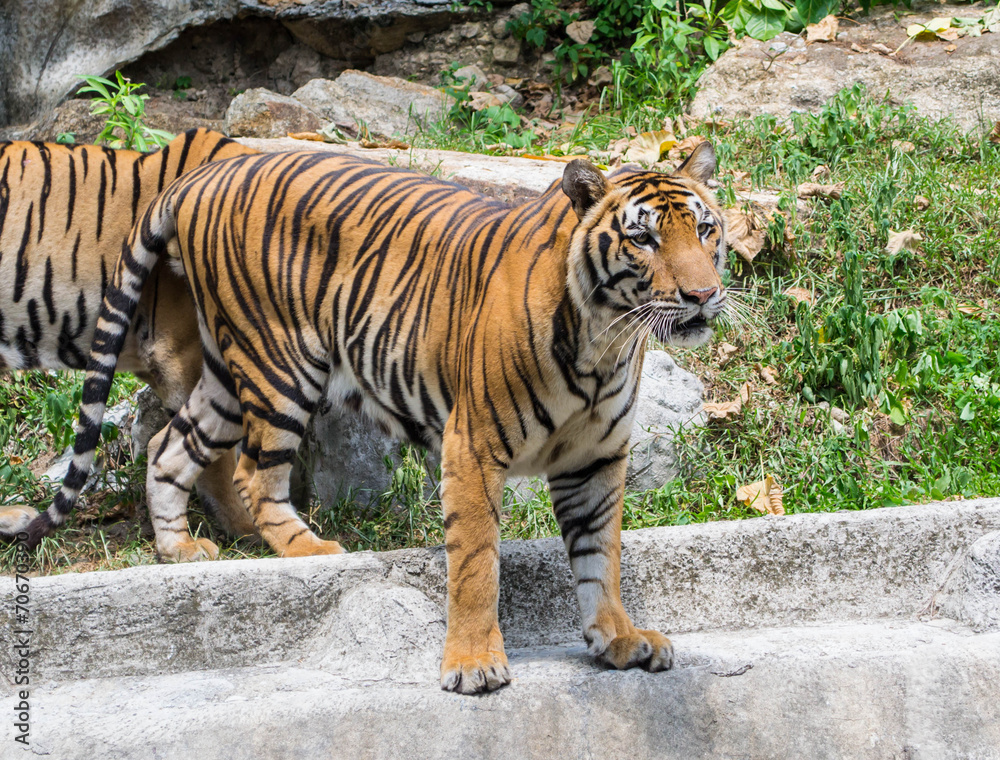 Fototapeta premium Tiger