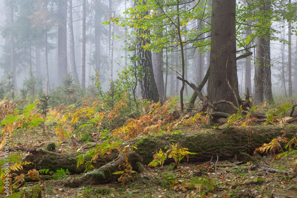 Obraz premium Autumnal deciduous stand with dead tree