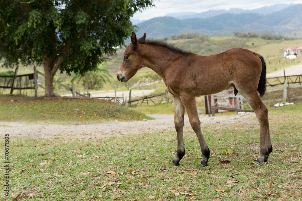 foal in rural Mexico foal in rural Mexico