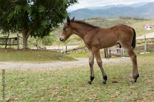 foal in rural Mexico