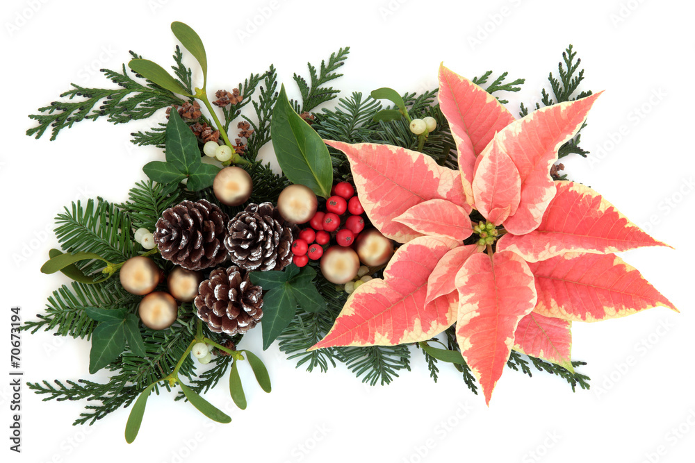 Fototapeta premium Poinsettia Decoration