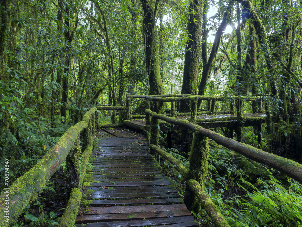 Fototapeta premium Rain forest at Doi intanon