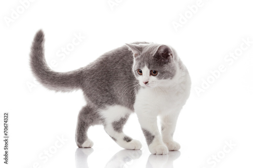 kitten on a white background. gray kitten