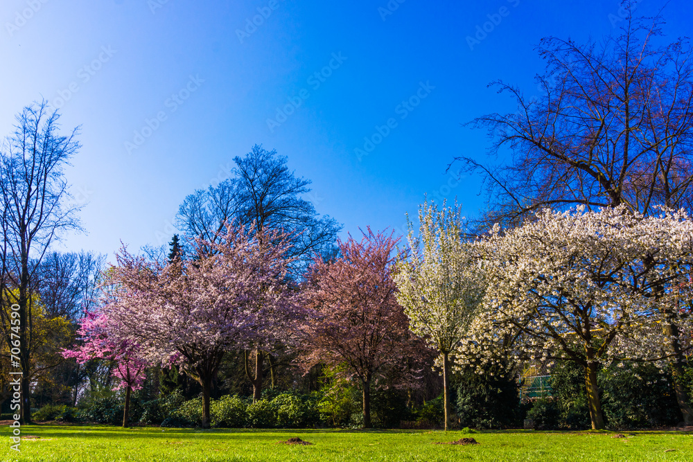 Spring nature background.  Spring landscape