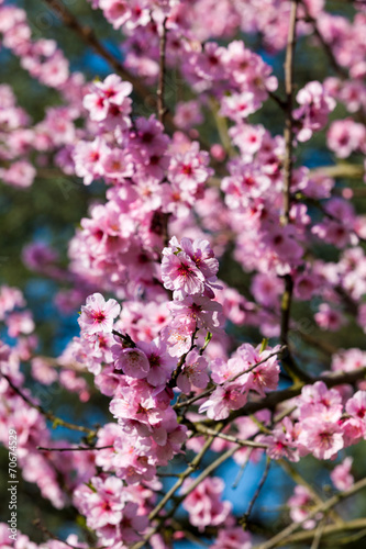 Beautiful Cherry blossom   pink sakura flower